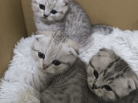 1.5 Aylık Scottish Fold Yavrularımız Sahiplendirilecektir