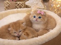 GOLDEN BRİTİSH SHORTHAİR YAVRULAR