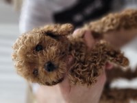Toy poodle 2 aylık