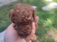 Yavru toy poodle