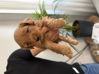 Maltipoo bebekler anne altı rezerve