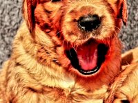 Golden retriever Yavrularımız