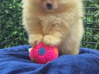 Sağlık ve ırk garantili pomeranian çocuklar