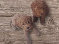Orijinal sevimli toy poodle yavrularımız İstanbul
