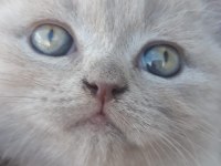 19 temmuz doğumlu british shorthair