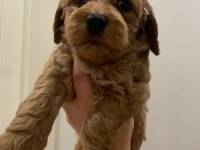 Maltipoo bebekler son 3 dişi