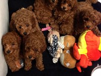 Toy Poodle Bebeklerimiz Evinizin Neşesi Olacaktır