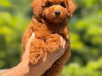Toy poodle bebeklerimiz