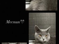 British shorthair oğlum
