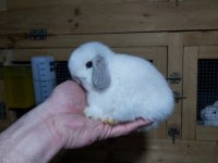 MINI LOP TAVŞAN YAVRUSU