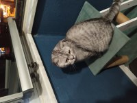 Aşıları tam ve kısırlaştırılmış british shorthair