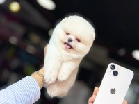 Teacup ayı surat pomeranian boo yavrularımız