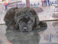 Silver black poodle yavrular