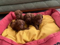 Toy poodle ev ortamında dişi erkek
