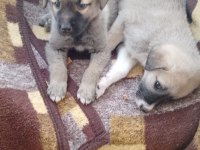 Köpeğimizi gel gör al