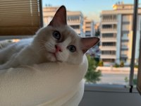 Boncuk Gözlü Safkan Ragdoll Yavru