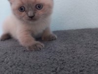 BRİTİSH SHORTHAİR KARDEŞLER