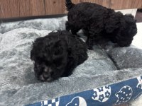 Korekan silver nadir renk poodle