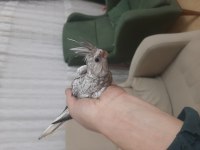 2 aylık sultan papağanı