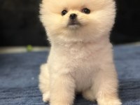 POMERANİAN BOO BEBEKLER