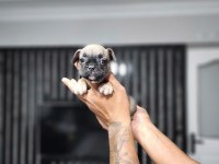 French Bulldog Dişi Yavru