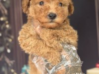 Altın rengi toy poodle yavrular