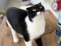 Scottish fold kedimiz ücretsiz