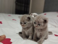 British shorthair dişi ve erkek