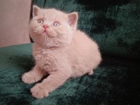 Safkan british shorthair cinnamon ve fawn