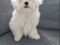 Maltese terrier yavru aşıları tam harika yavrular