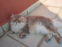 POFUDUK British Longhair Kedisi