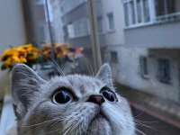 Kedimiz Mia Çok Acil Yeni Yuvasını Arıyor