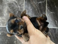 Orjinal Minyatür Yorkshire Terrier Yavrular
