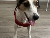 Jack russell kızımız yuva arıyor