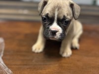 Sütten kesilmiş saf kanlı french bulldog