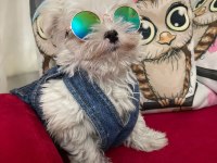 Kore maltese erkek yavru