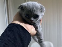 Scottish fold kedisi