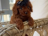 Ev ortamında red brown kore poodle yavrum