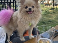 Pomeranian köpeğimiz izmir
