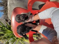 Mastiff dev bebekler