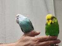 Bir çift show jumbo kuşum var ben gibi bakımlı
