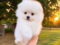 Sağlık Ve Irk Garantili Pomeranian Köpeği