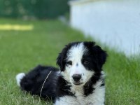 Köpeğimiz Leomuza iyi bakacak bir yer arıyoruz