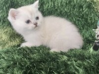 British Shorthair Kedisi Sağlıklı