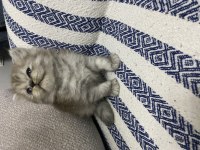 Küt burun bebek kediler
