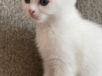Scottish fold 1 erkek ve 1 dişi yavru