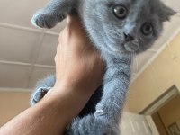Antalya scottish fold 2 dişi kedimiz