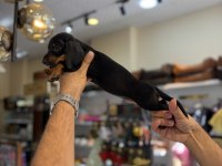 Dachshund Sosis Yavrular