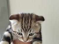 Erkek scottish fold