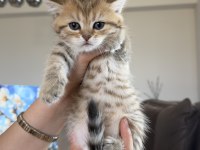 Golden british shorthair bebekler